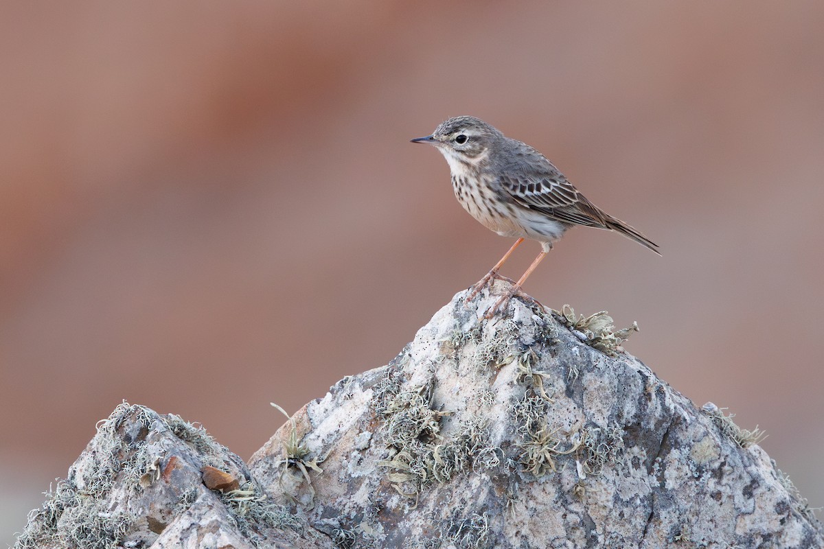 Berthelot's Pipit - ML645404747