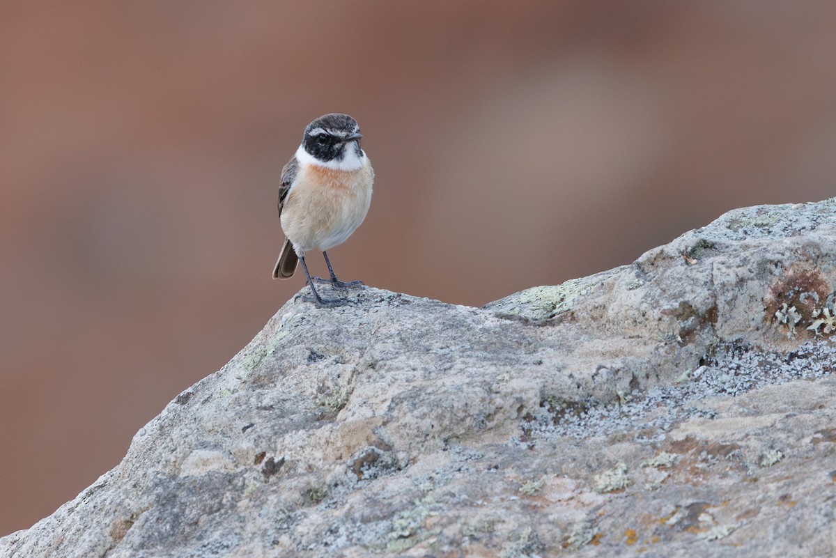 Fuerteventura Stonechat - ML645404773