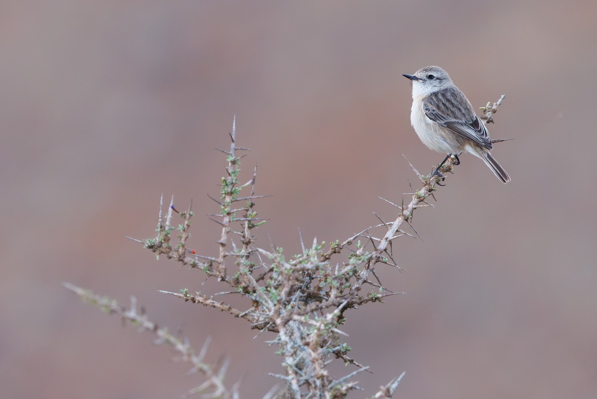Fuerteventura Stonechat - ML645404774