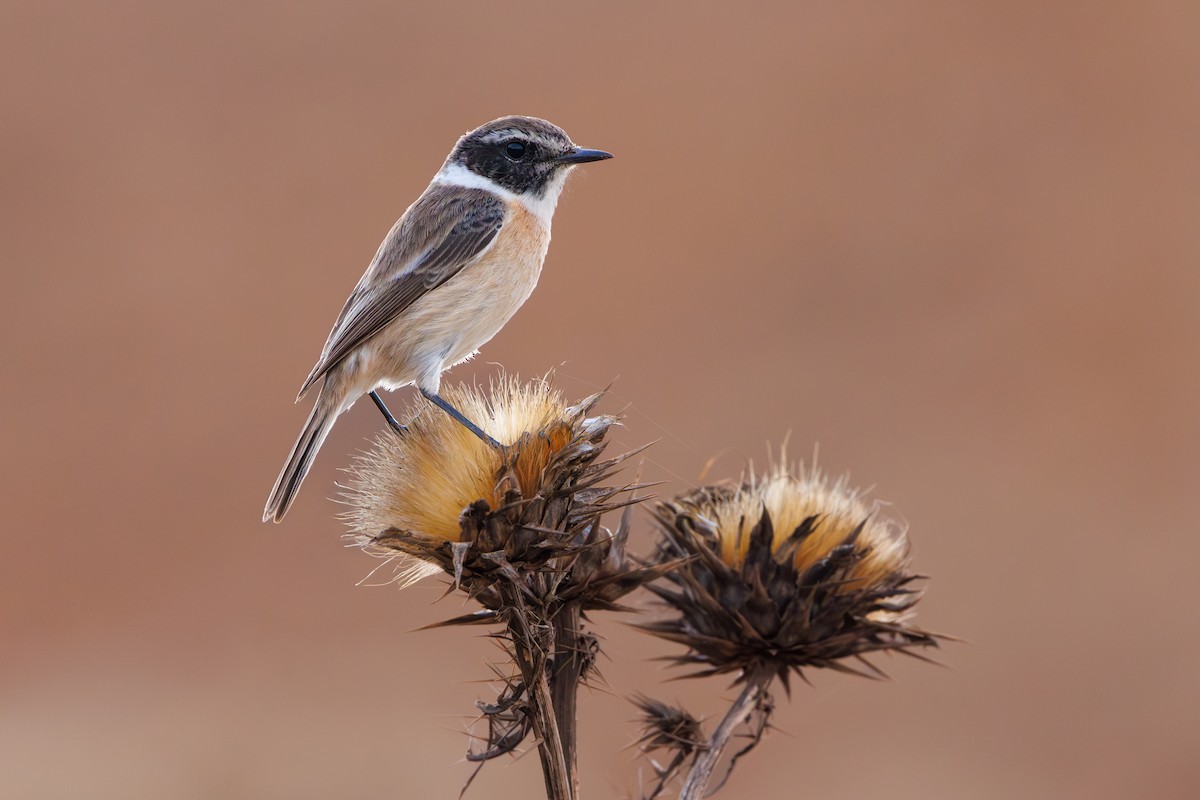 Fuerteventura Stonechat - ML645404775