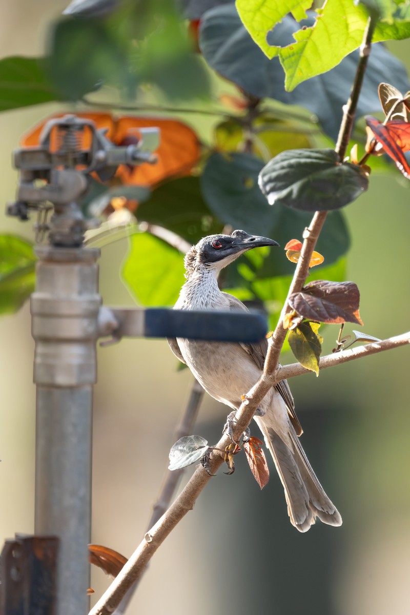 zoborožík stříbrokorunkatý - ML645404777