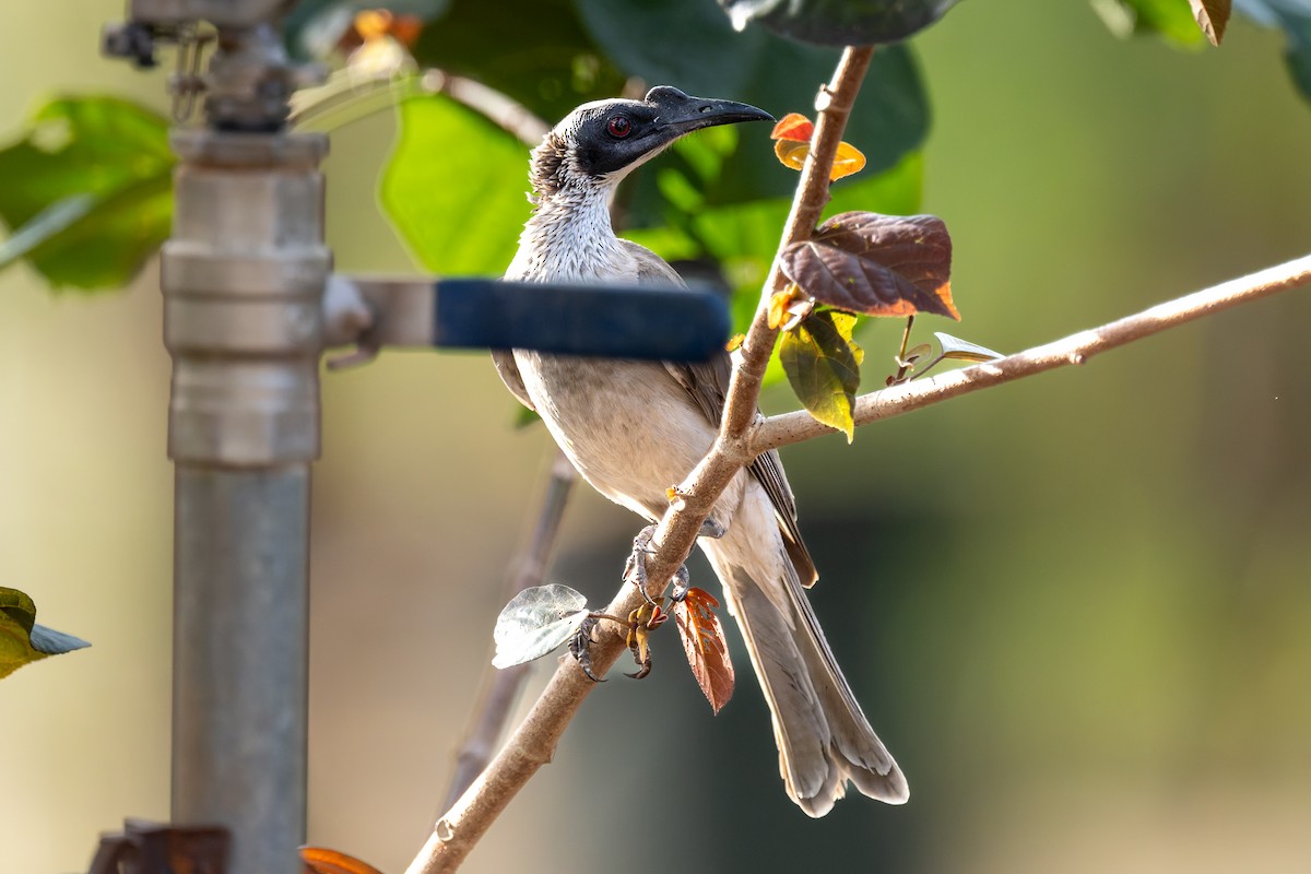 zoborožík stříbrokorunkatý - ML645404778