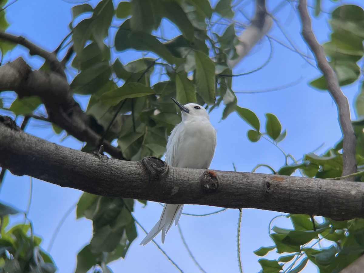 Blue-billed White-Tern - ML645404779