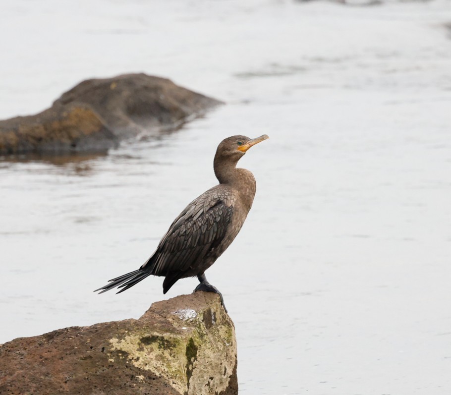 Neotropic Cormorant - ML645404781