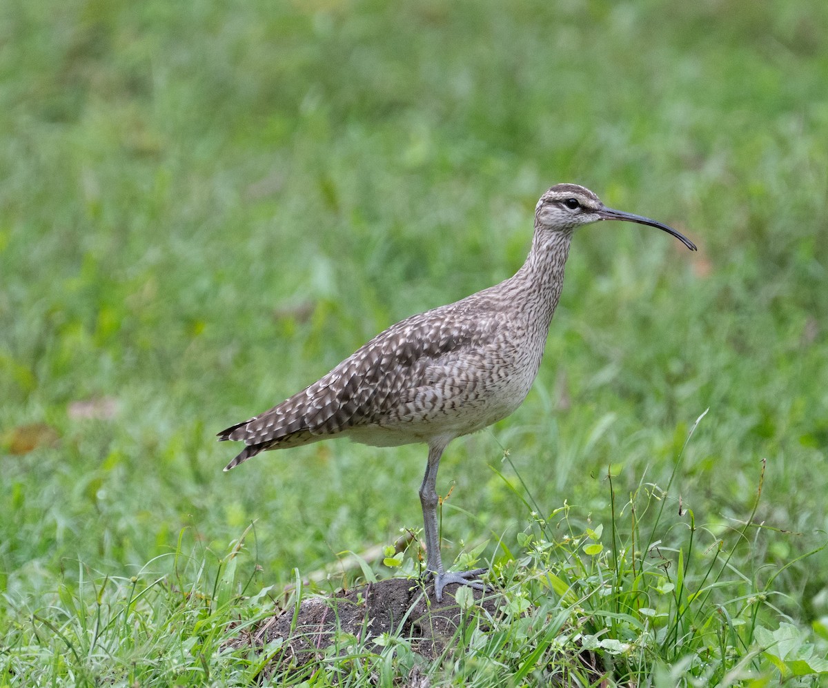 koliha hudsonská - ML645404789