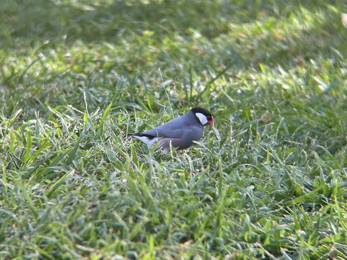 Java Sparrow - ML645404793