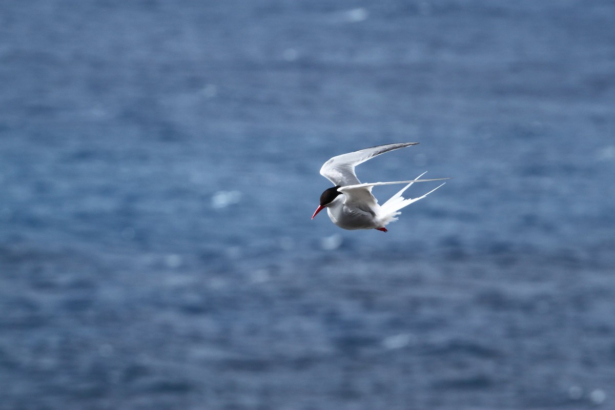 Antarctic Tern - ML645404797