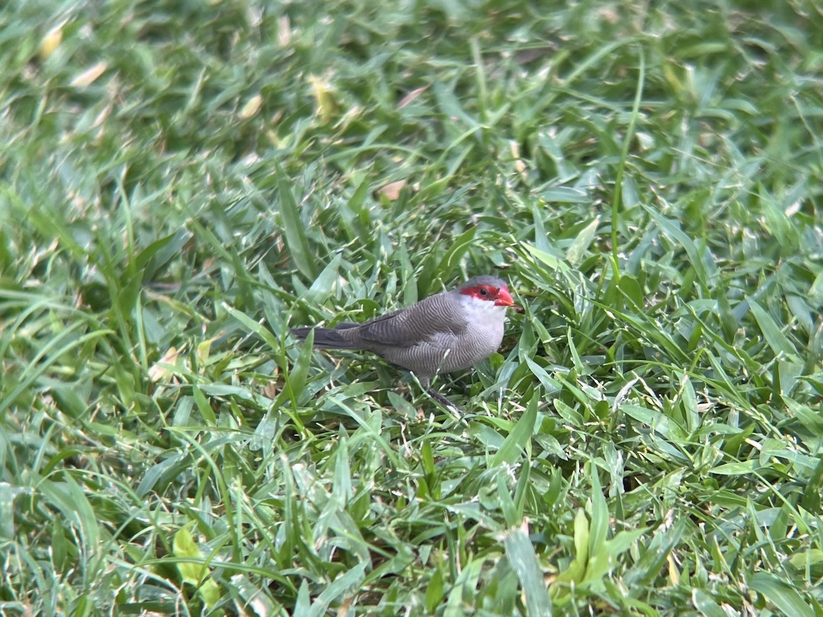 Common Waxbill - ML645404803