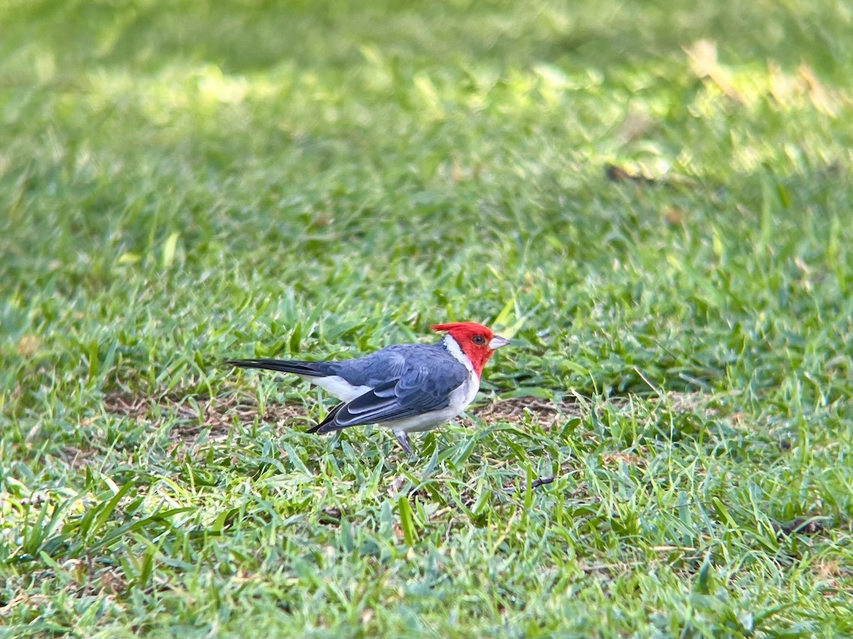 Red-crested Cardinal - ML645404809