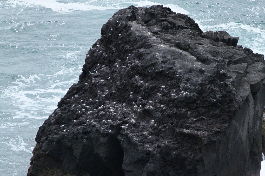 Antarctic Tern - ML645404811