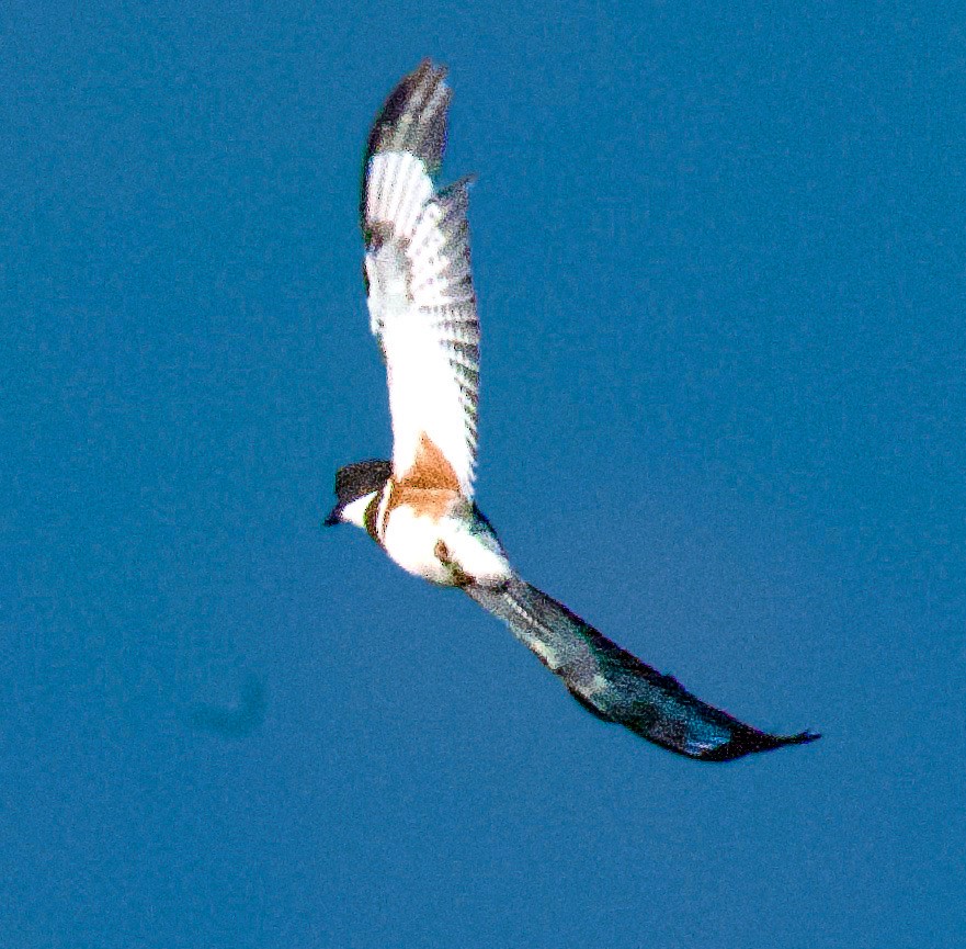 Martin handi iparramerikarra - ML645404831