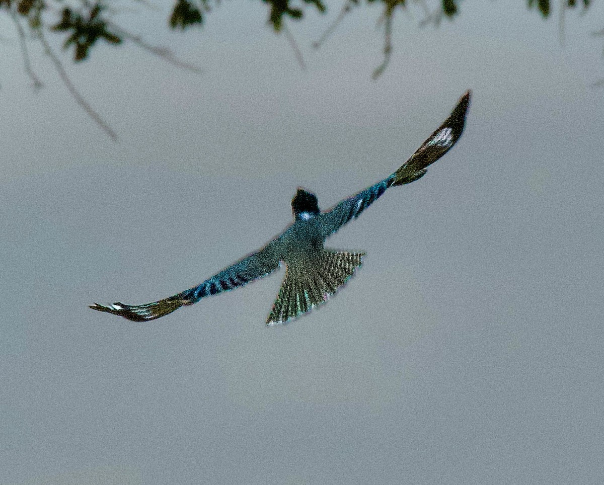 Martin handi iparramerikarra - ML645404833