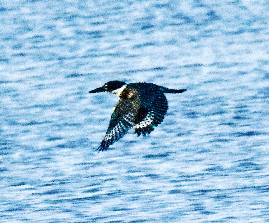 Martin handi iparramerikarra - ML645404834