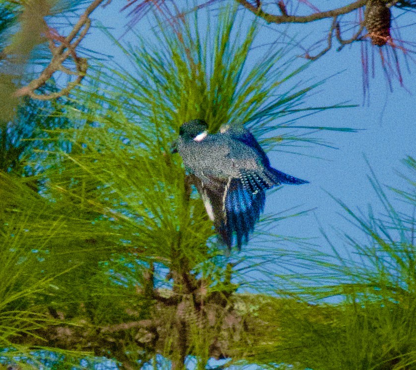 Martin handi iparramerikarra - ML645404835