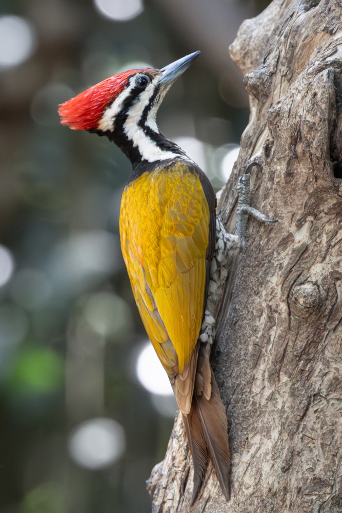 Common Flameback - ML645404875