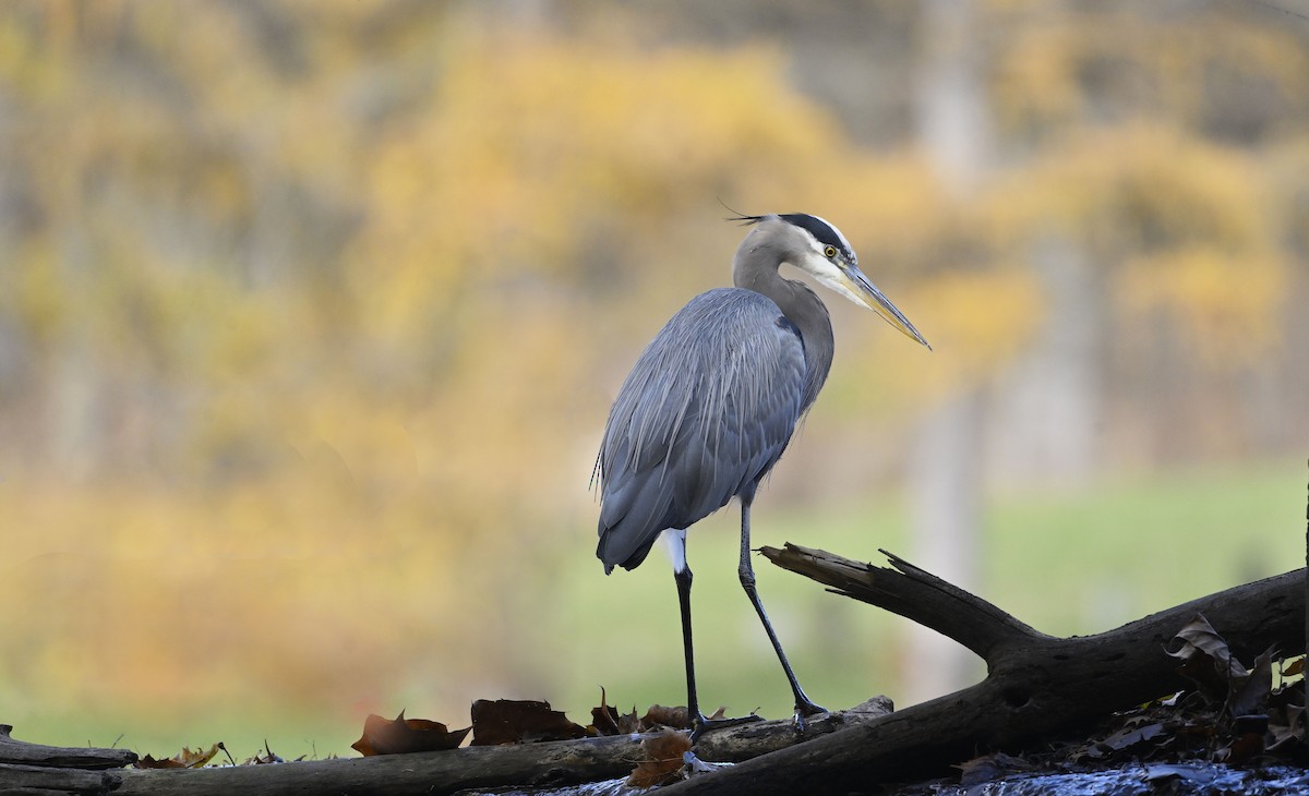 Great Blue Heron - ML645404878