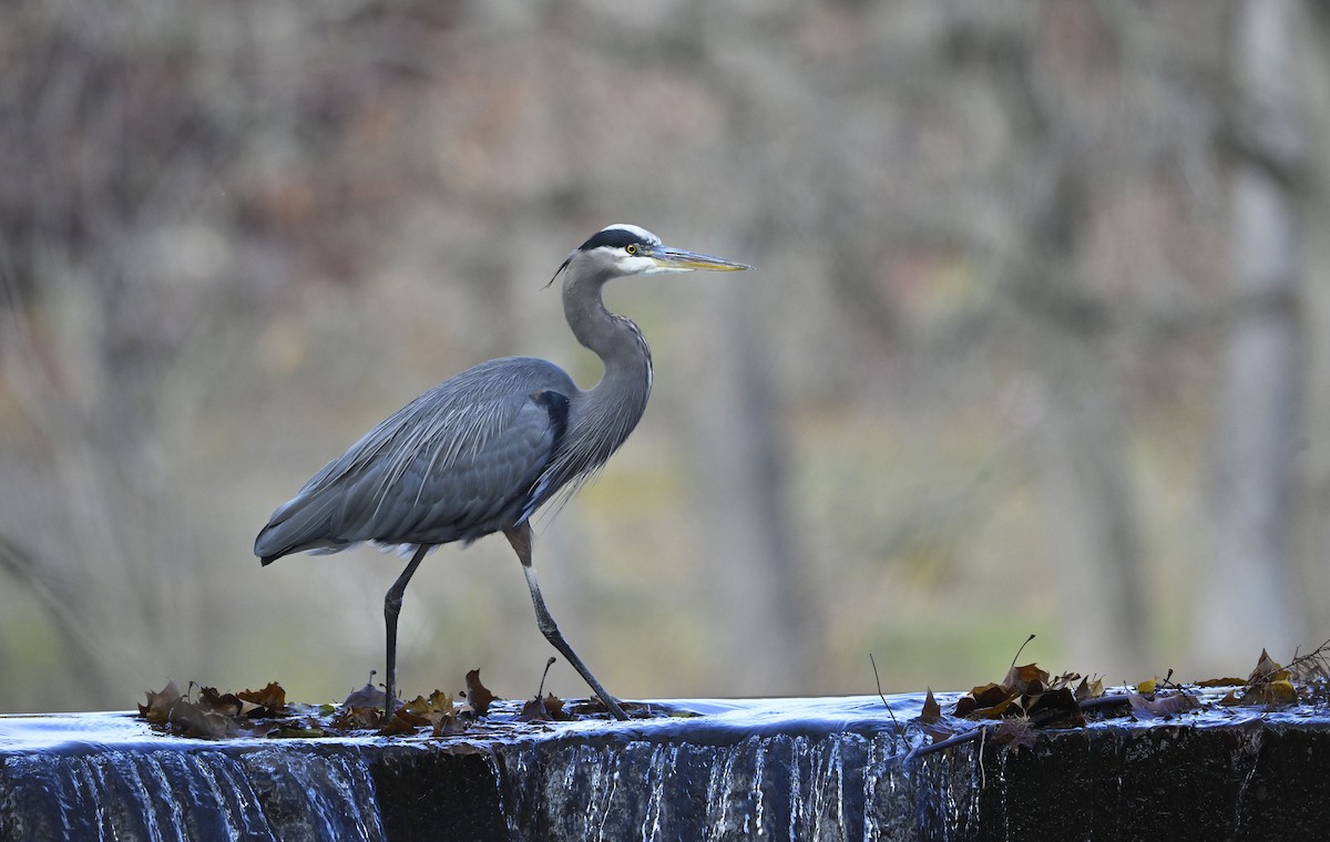 Great Blue Heron - ML645404880