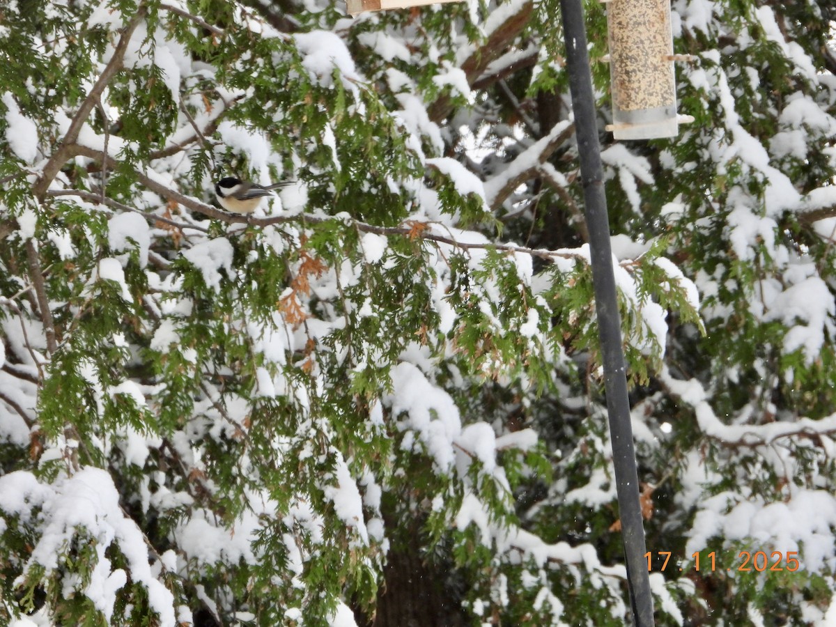 Black-capped Chickadee - ML645404884