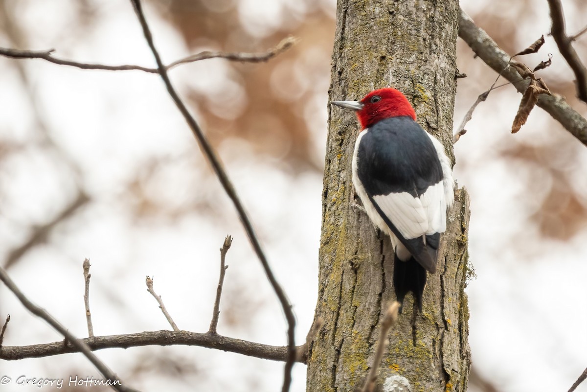 Red-headed Woodpecker - ML645404889