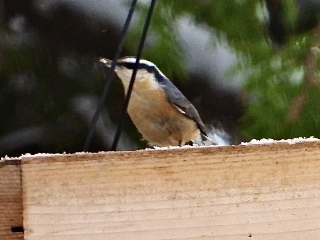 Red-breasted Nuthatch - ML645404896