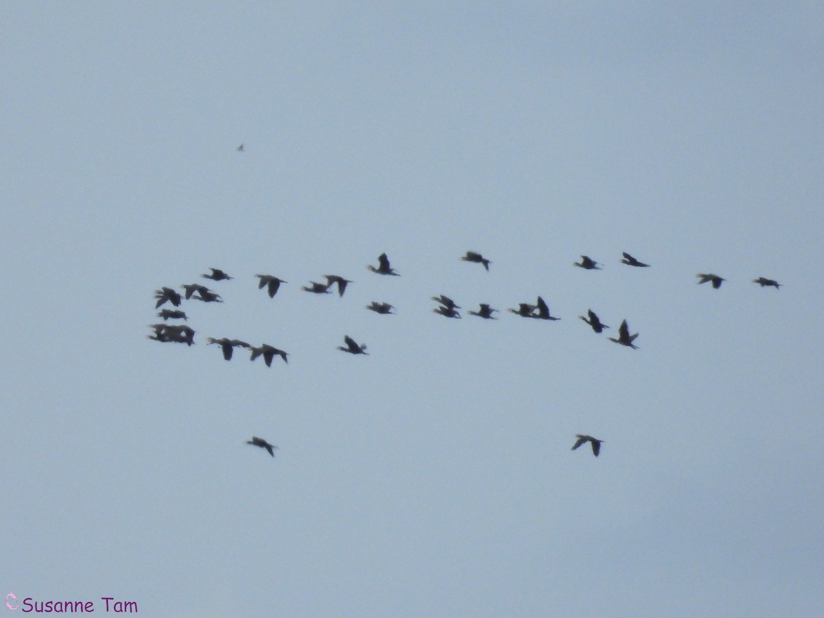 kormorán velký - ML645404899