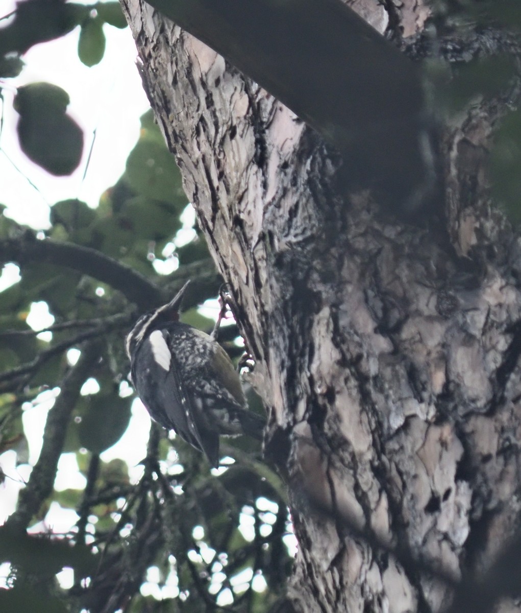 Williamson's Sapsucker - ML645404902