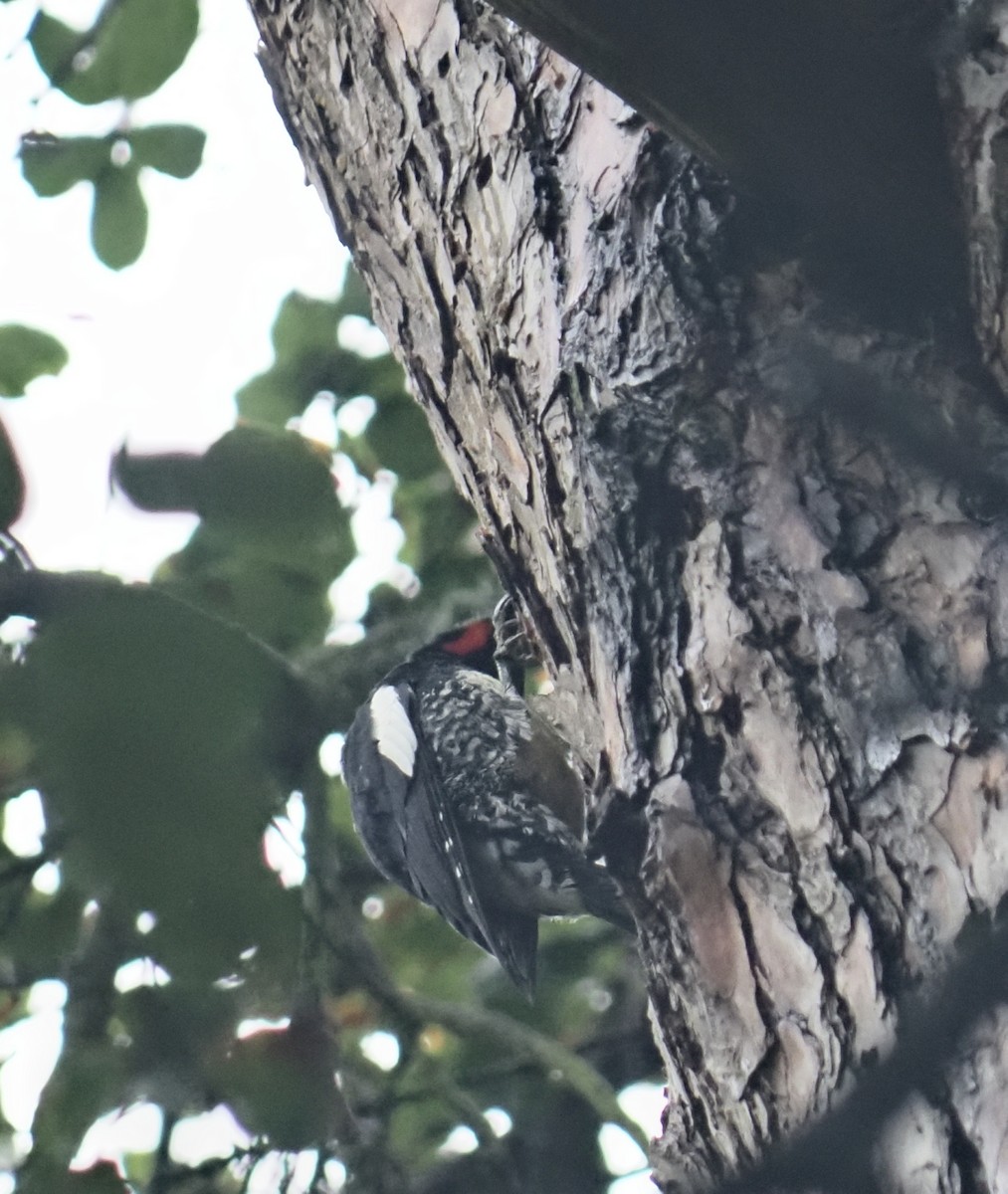 Williamson's Sapsucker - ML645404903