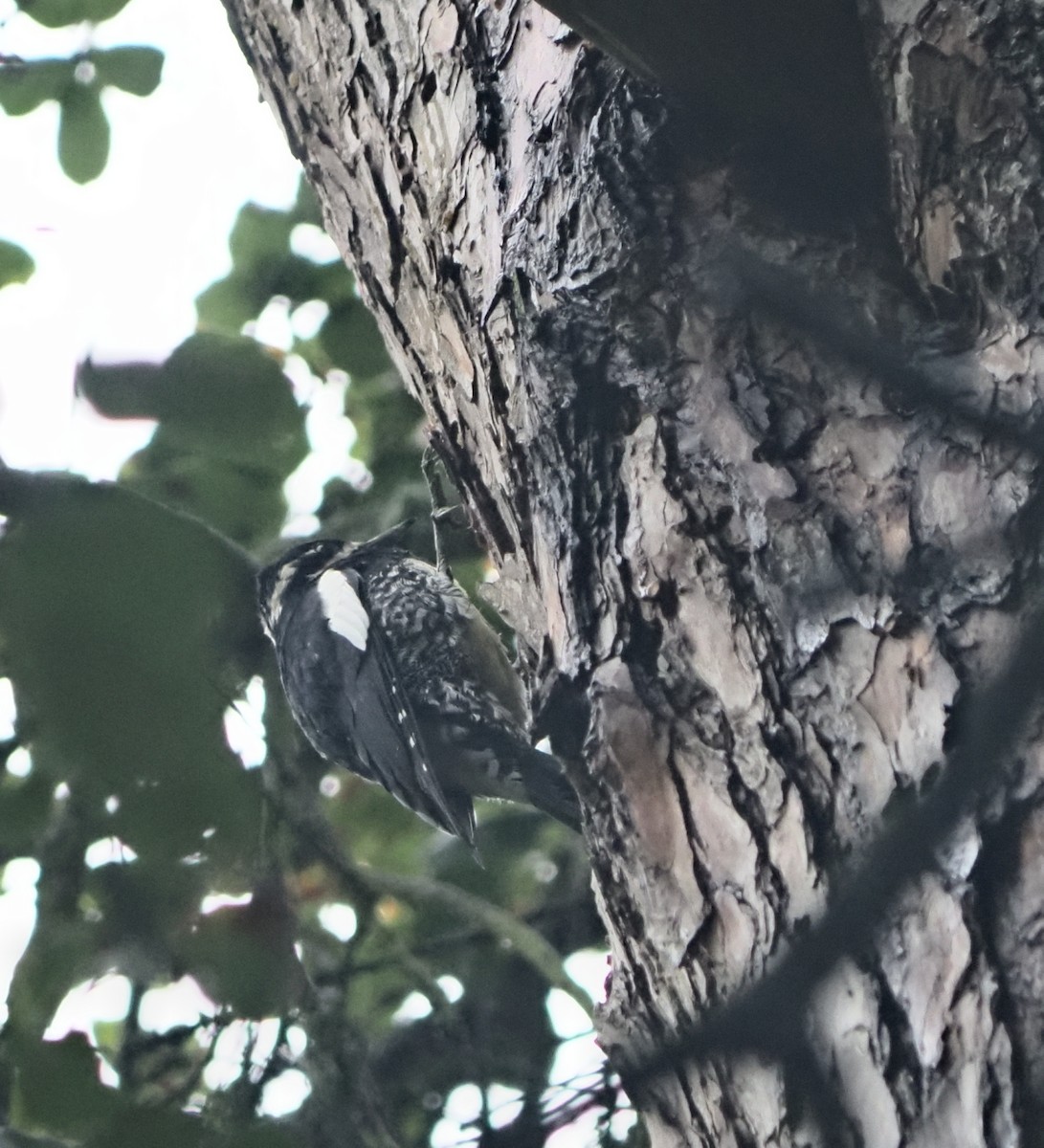 Williamson's Sapsucker - ML645404904