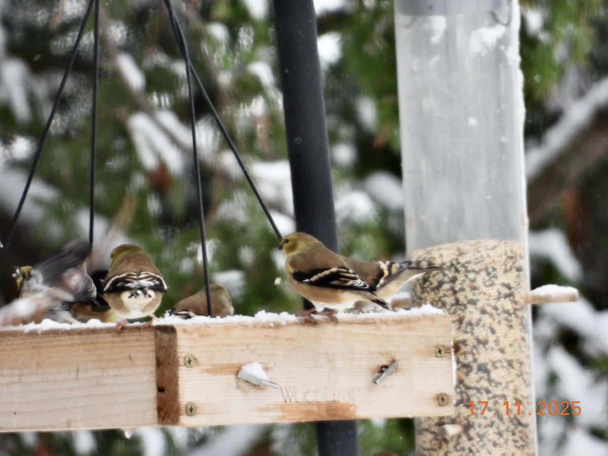 American Goldfinch - ML645404905