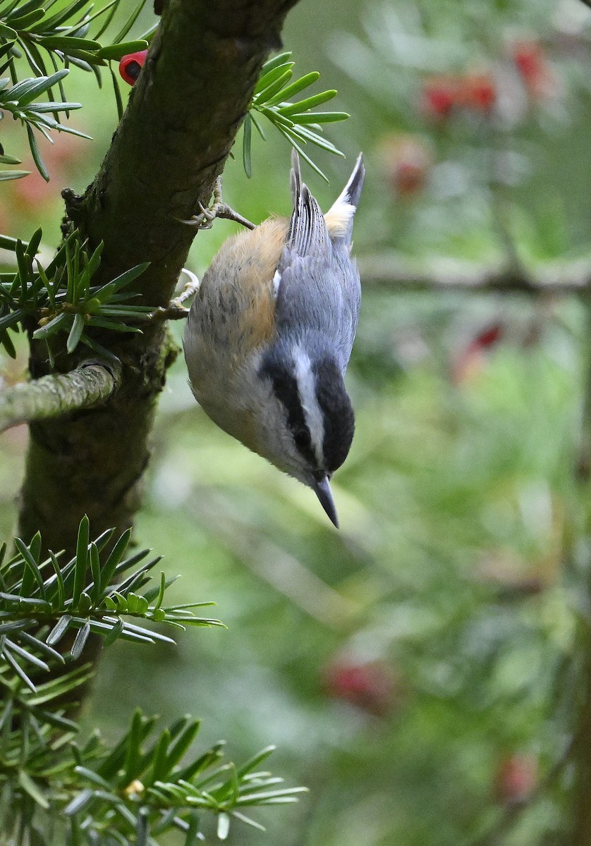 Red-breasted Nuthatch - ML645404907