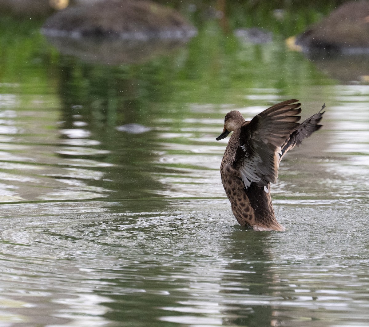 Bahamaente - ML645404908