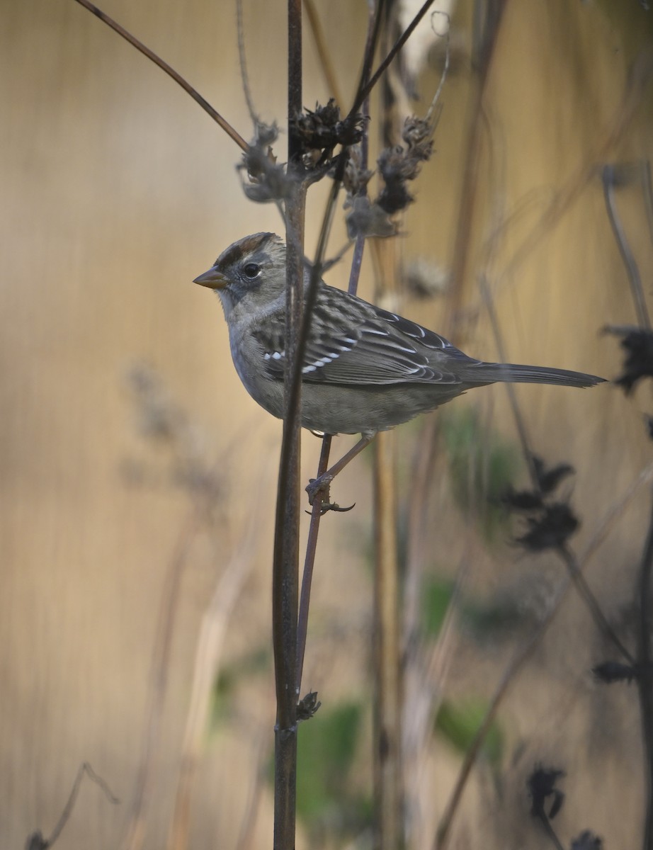 White-crowned Sparrow - ML645404913