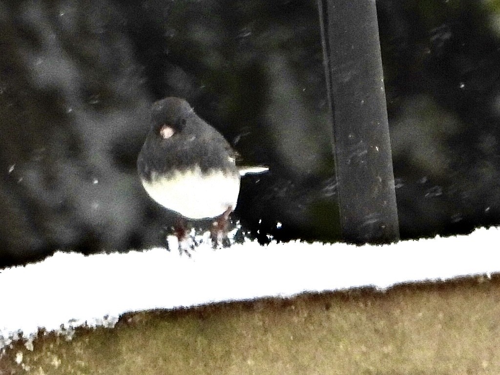 Dark-eyed Junco - ML645404915