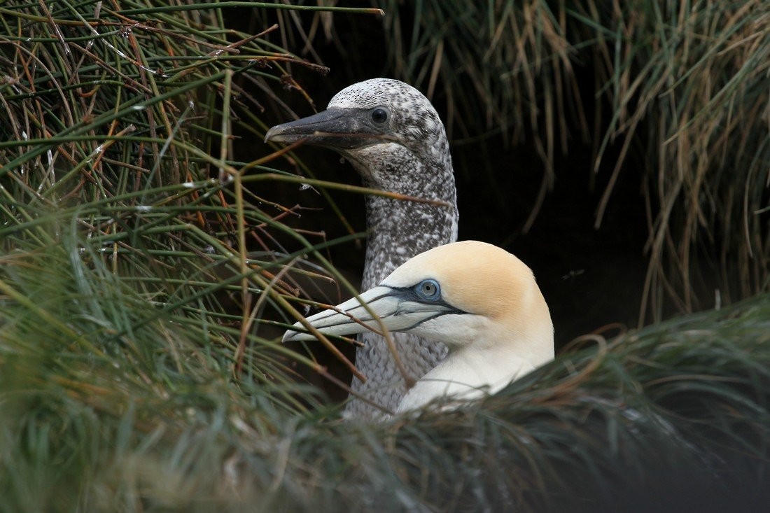 Australasian Gannet - ML645404927