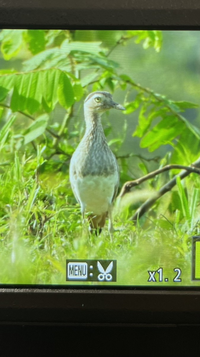 Kaşlı Kocagöz - ML645404934