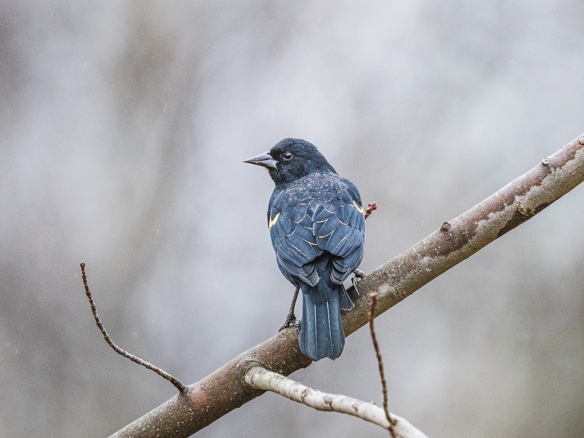 Red-winged Blackbird - ML645404941