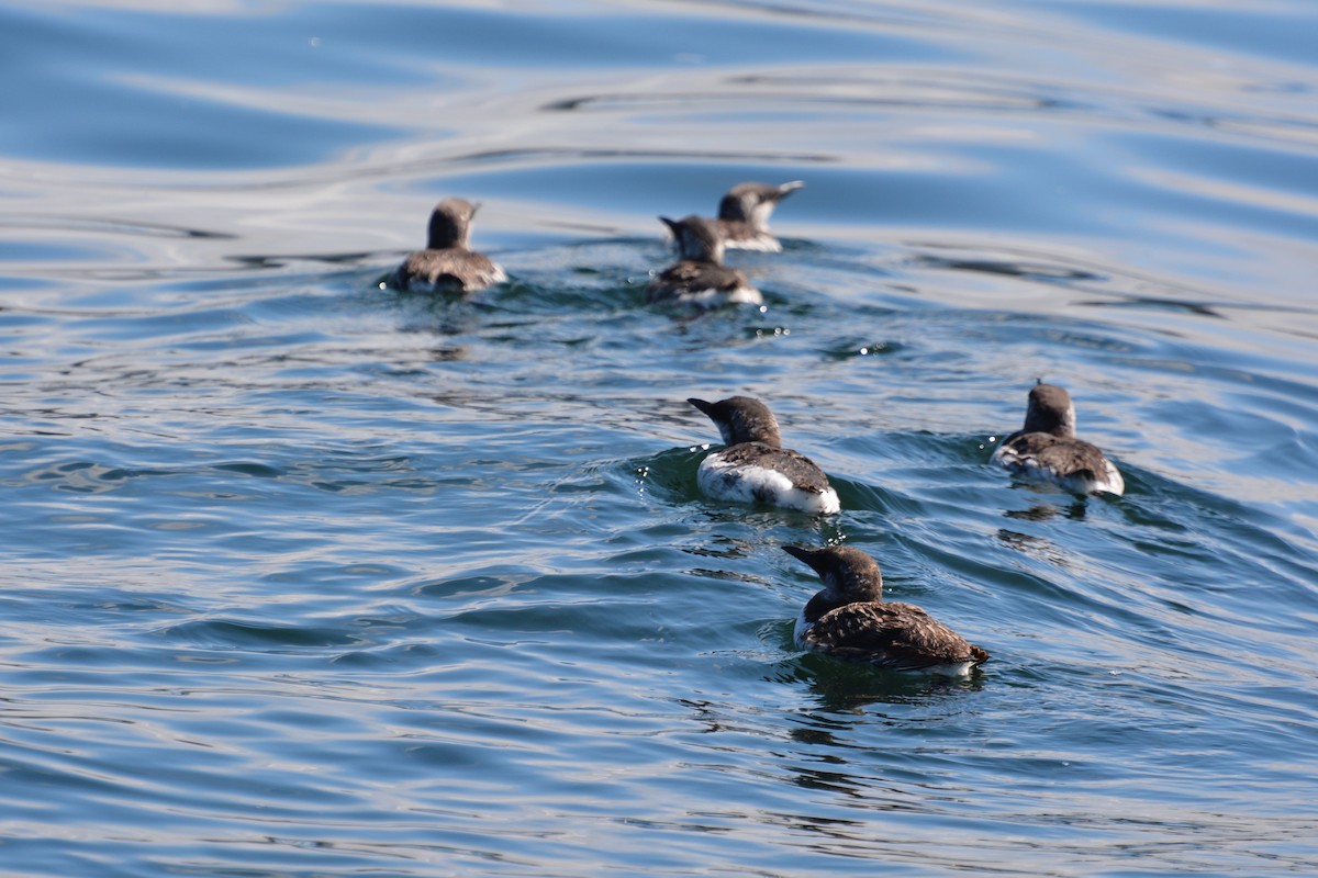 alkoun aleutský - ML645404950