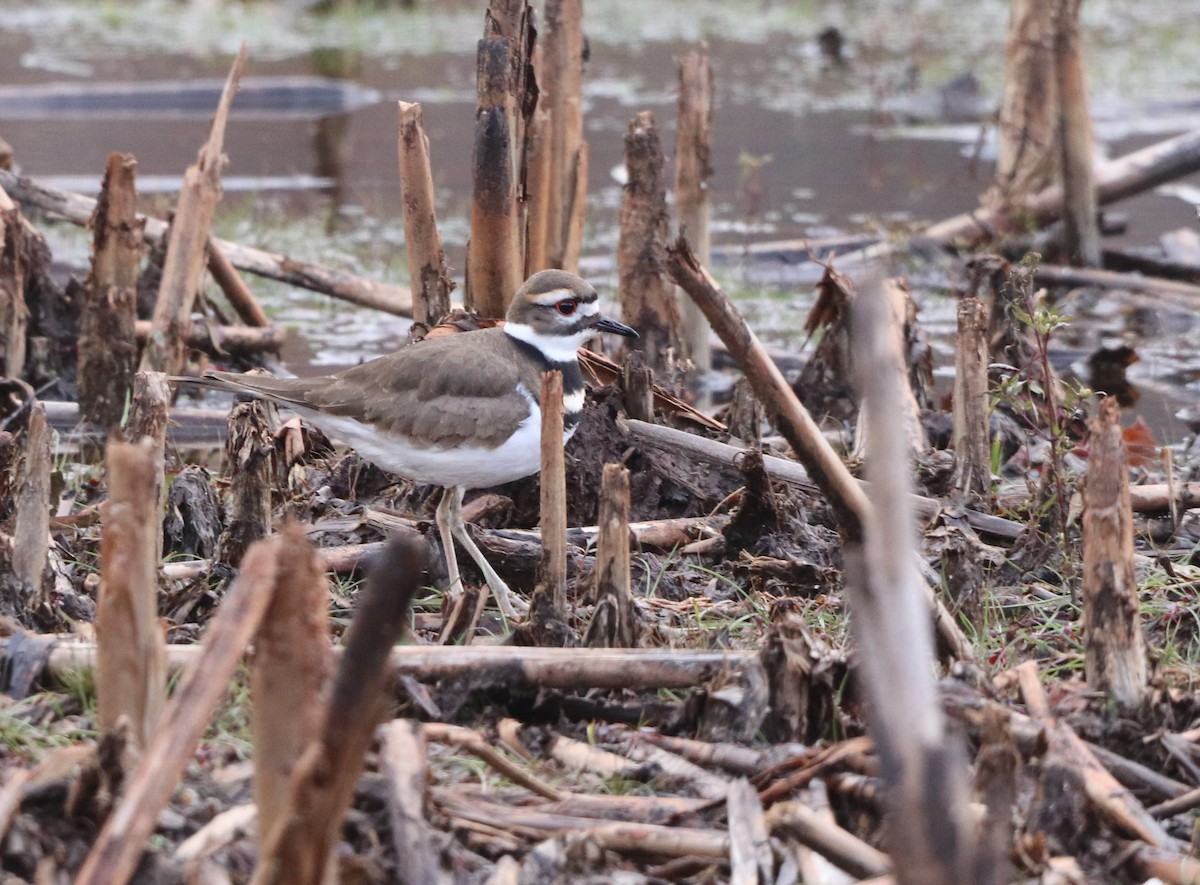 Killdeer - ML645404960