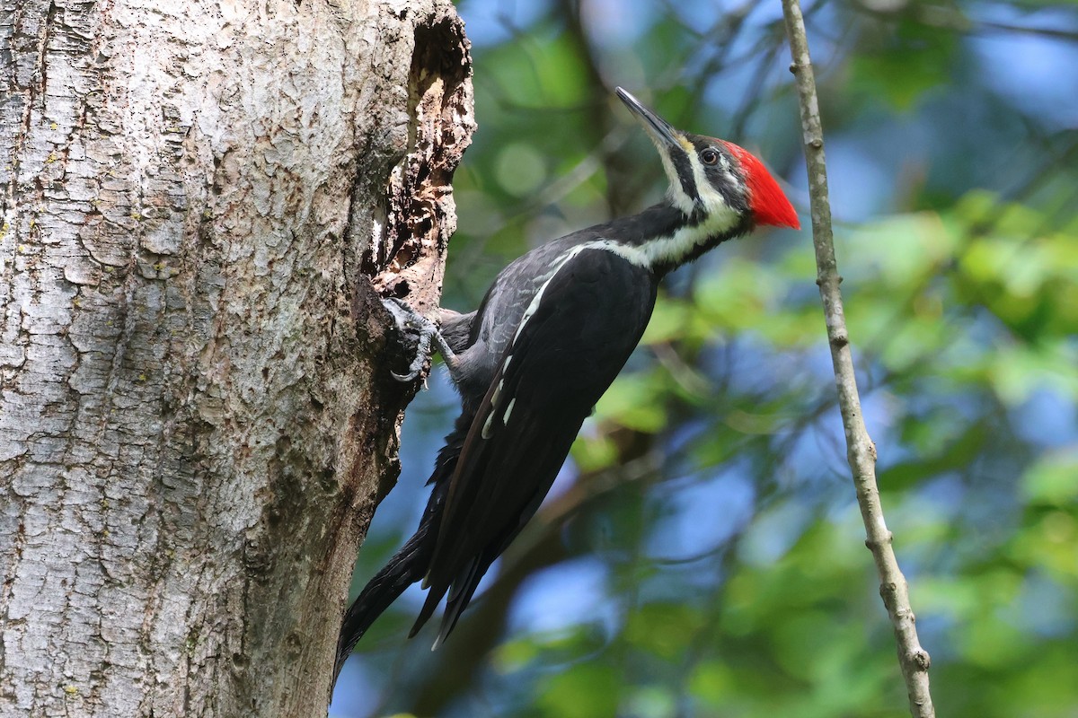 Pileated Woodpecker - ML645404961