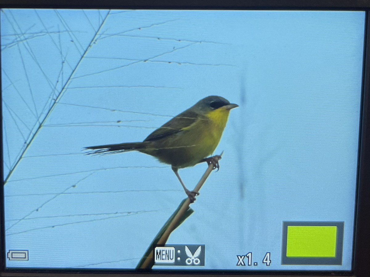Gray-crowned Yellowthroat - ML645404966