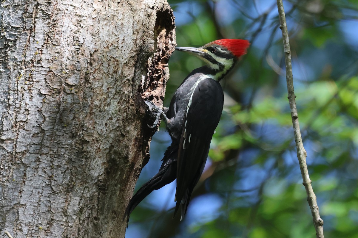 Pileated Woodpecker - ML645404974