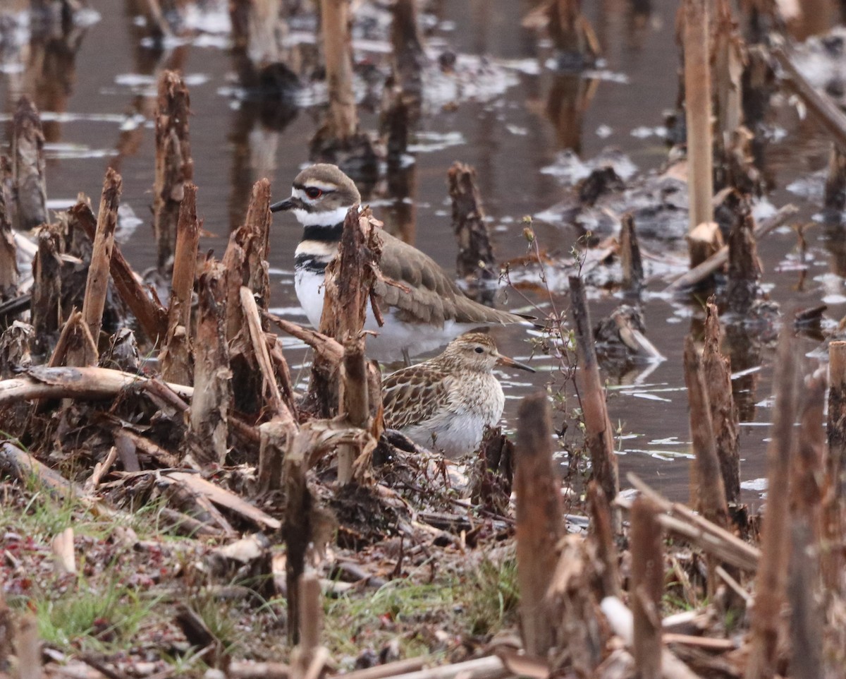 Pectoral Sandpiper - ML645404975