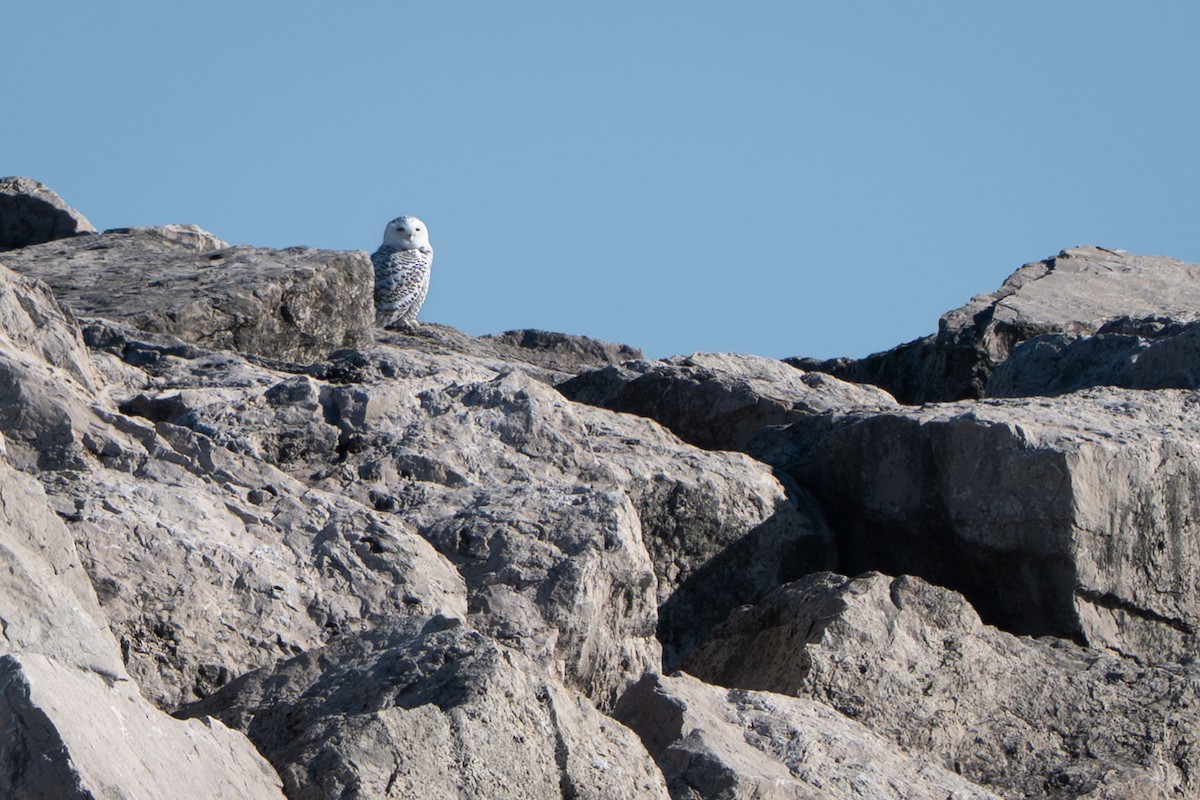 snøugle - ML645404978