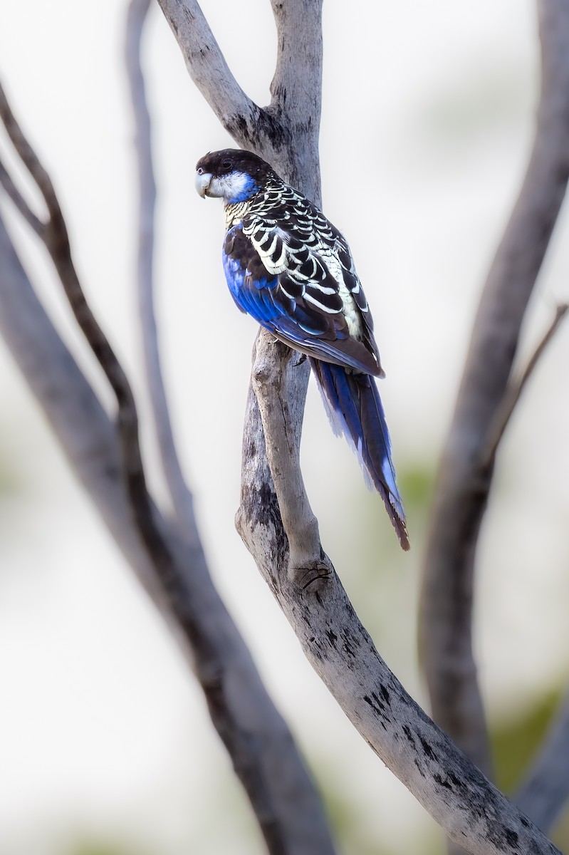 Northern Rosella - ML645404980