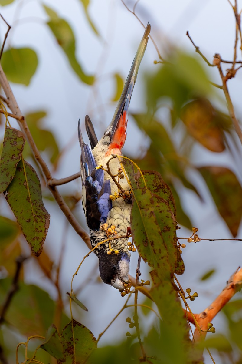 Northern Rosella - ML645404981