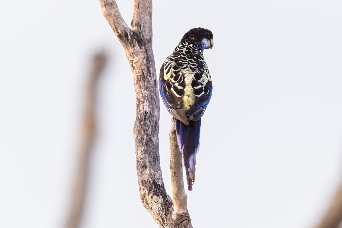 Northern Rosella - ML645404982