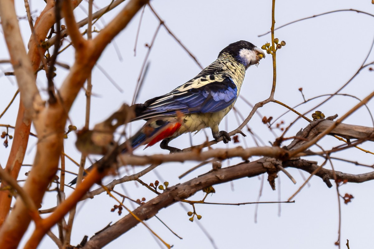 Northern Rosella - ML645404983
