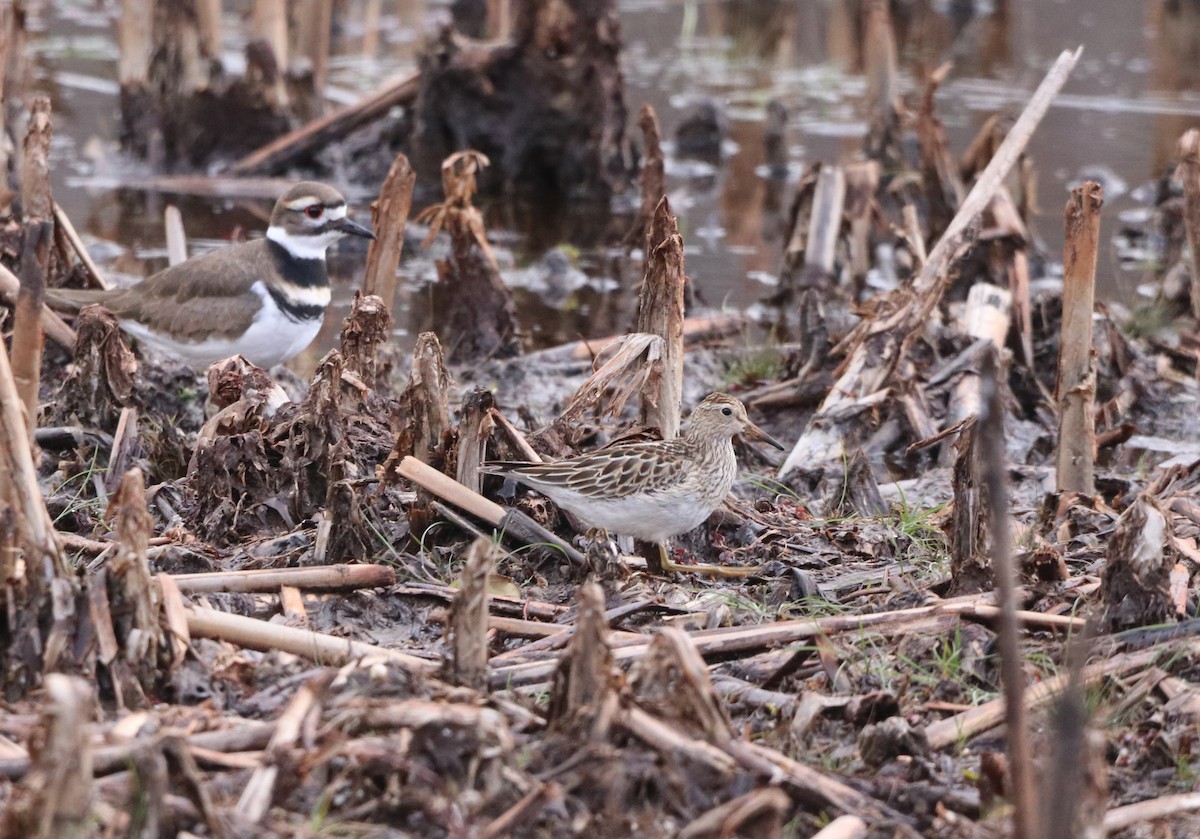 Pectoral Sandpiper - ML645404984