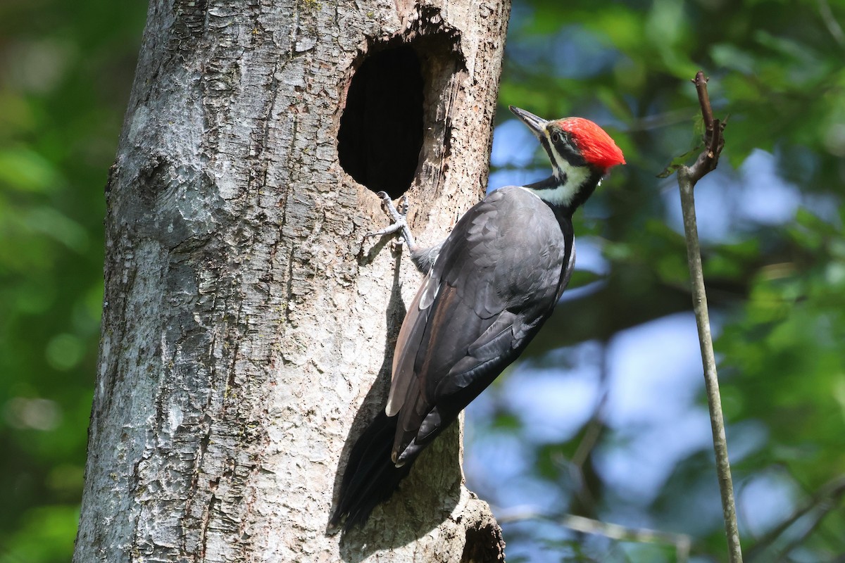 Pileated Woodpecker - ML645404985