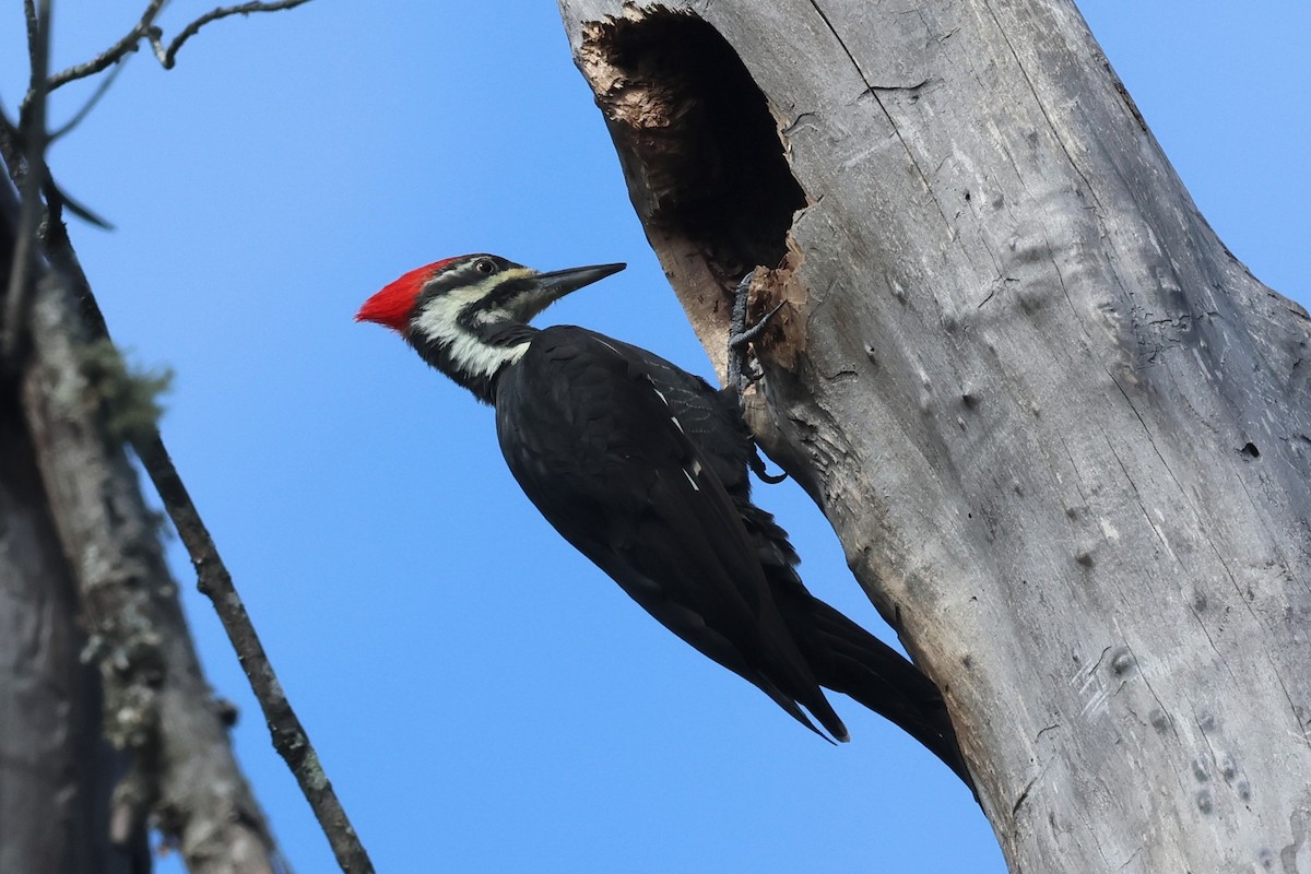 Pileated Woodpecker - ML645404986